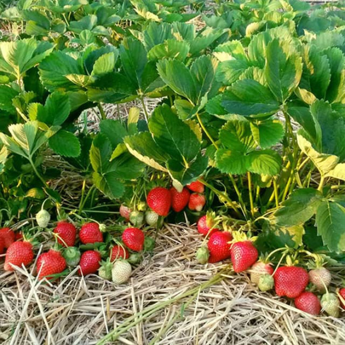 Саджанці ремонтантної полуниці «Сузір'я»