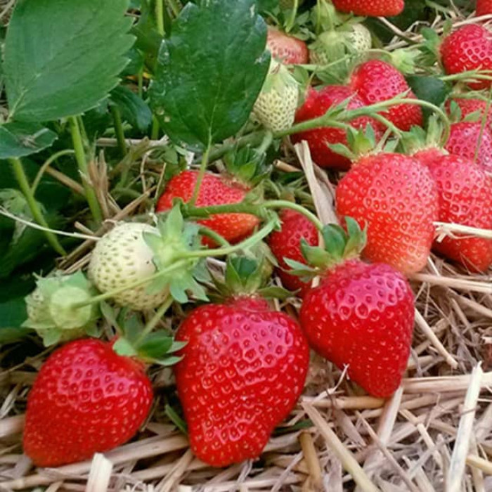 Саджанці ремонтантної полуниці «Сузір'я»