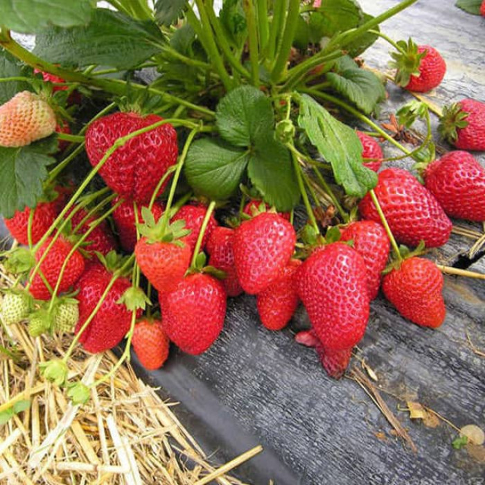 Саджанці ремонтантної полуниці «Альмерія»