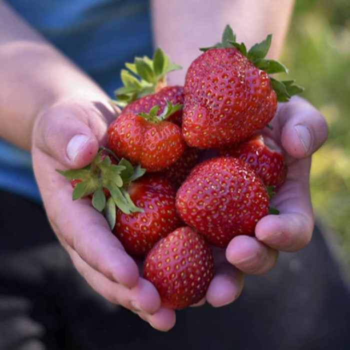 Саджанці ремонтантної полуниці «Альмерія»