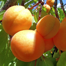 Абрикос «Анансовый»