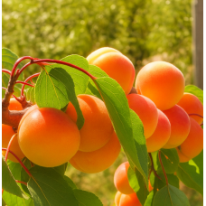 Абрикос «Еременко»