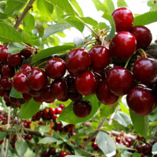 Черешня «Мелитопольская»