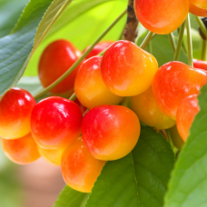 Черешня «Приусадебная»