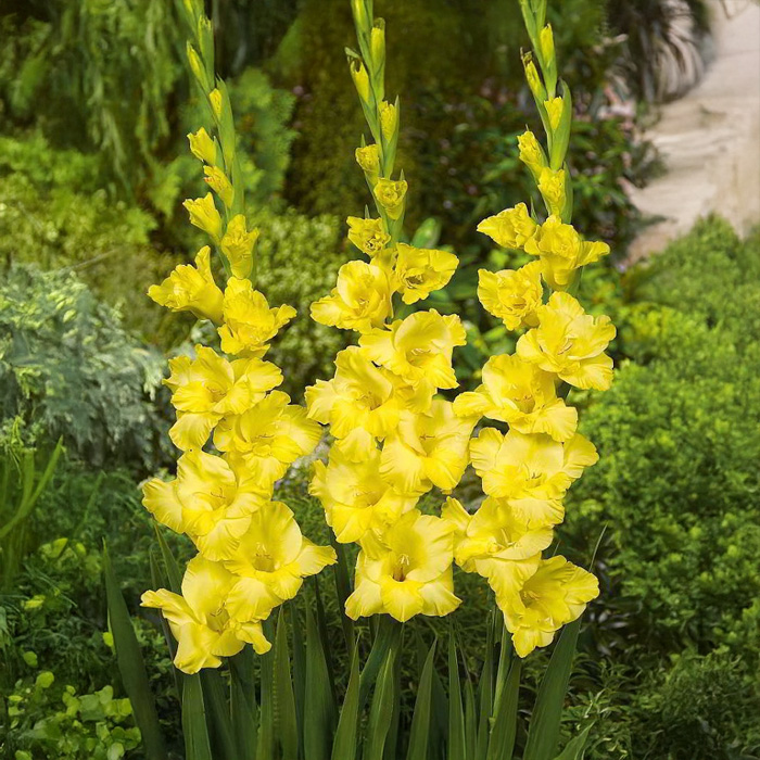 Цибулини гладіолуса Flevo Flux 10/12 5шт