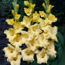 Луковицы гладиолуса Bananarama 10/12 5 шт