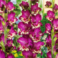 Цибулини гладіолуса Colour Club 12/14 5шт