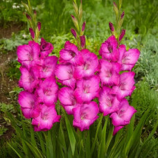 Луковицы гладиолуса Fairytale Pink 10/12 5шт