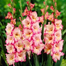 Цибулини гладіолуса Gerona 10/12 5шт