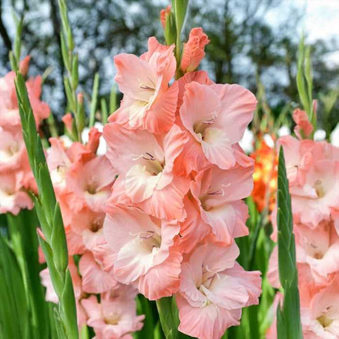 Цибулини гладіолуса Karma 10/12 5шт