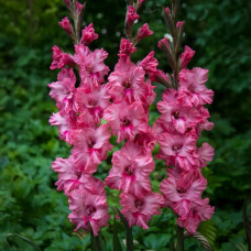 Цибулини гладіолуса Kingston Ruffle 10/12 5шт