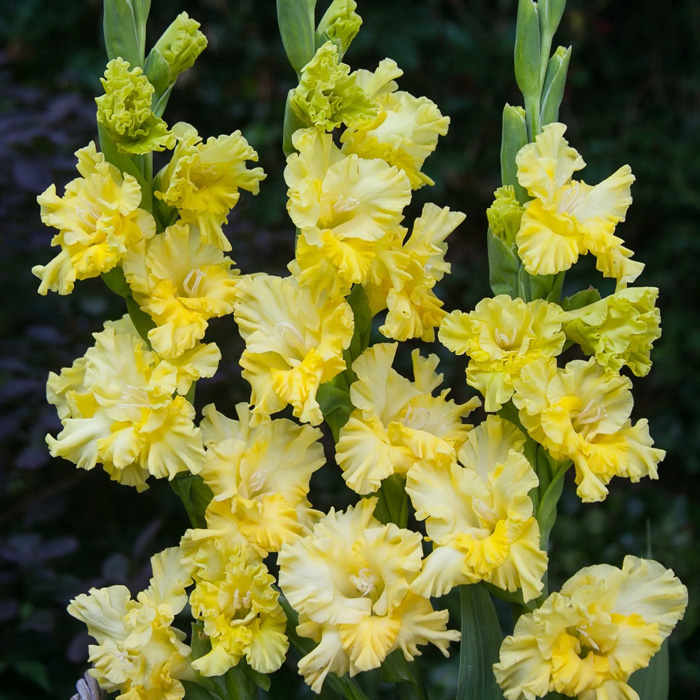 Луковицы гладиолуса Lemon Tree 10/12 5шт