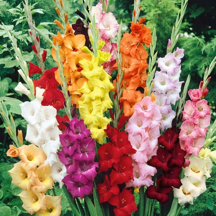 Мікс цибулин гладіолусів 12/14 5шт