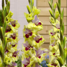 Луковицы гладиолуса Oracle 12/14 5шт