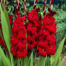 Цибулини гладіолуса Oscar 10/12 5шт