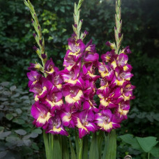 Цибулини гладіолуса Seashore 10/12 5шт