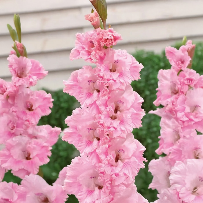 Луковицы гладиолуса Soft Innocence 12/14