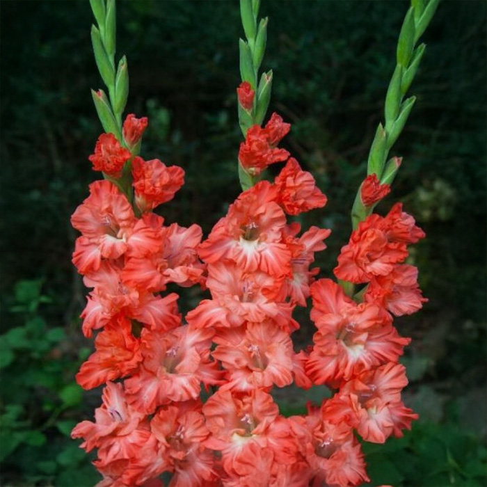 Луковицы гладиолуса Ted's Frizzle 14/16 5шт