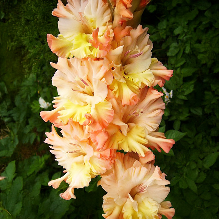 Цибулини гладіолуса The Great Qeen Elizabeth 12/14 5шт