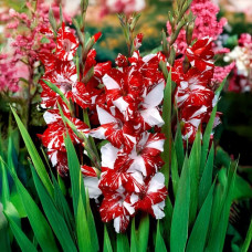 Цибулини гладіолуса Zizanie 10/12 5шт