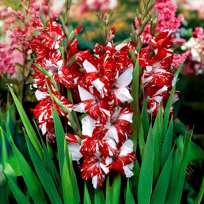 Цибулини гладіолуса Zizanie 10/12 5шт