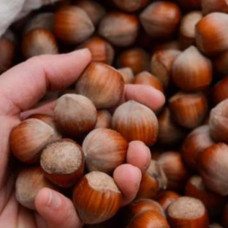 Фундук «Католонский» 