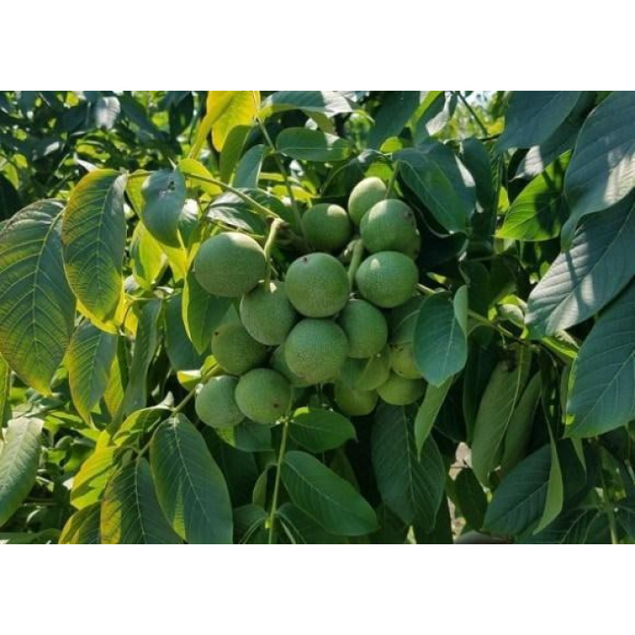 Орех «Кочерженко» 