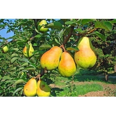Груша «Дюшес»