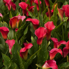 Бульби  калли Allure 14/+