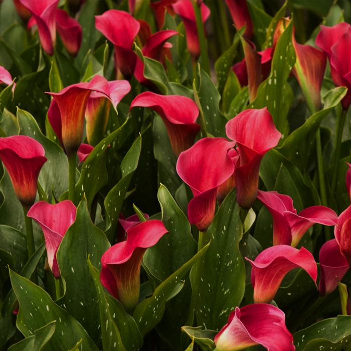 Бульби  калли Allure 14/+