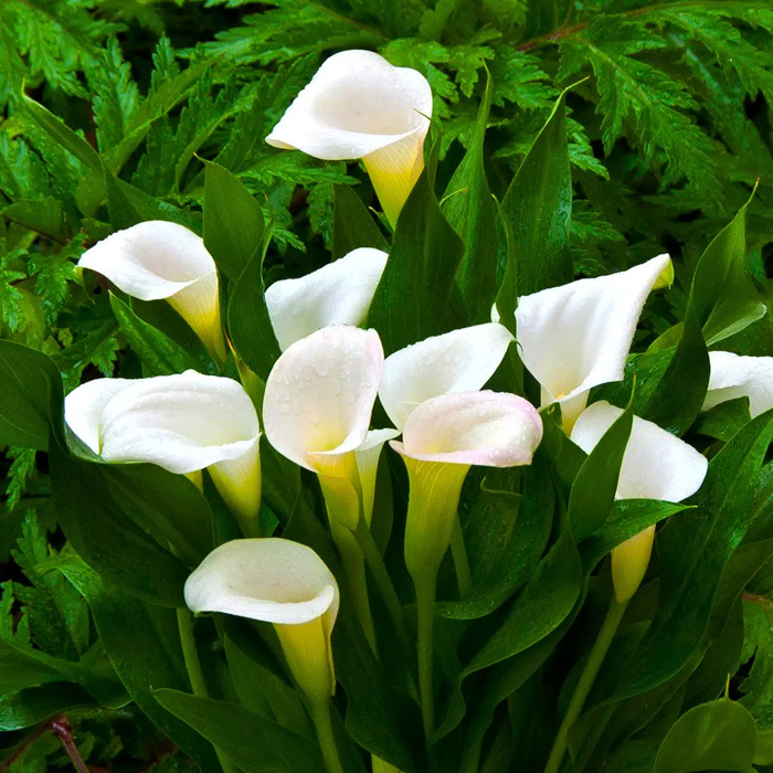 Бульби калли Calgary 14/+