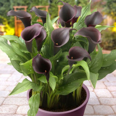 Бульби калли Cantor 14/+