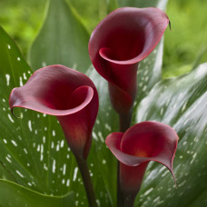 Бульби калли Captain Promise 14/+