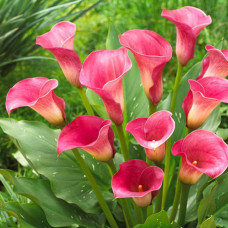 Бульби калли Captain Romance 14/+