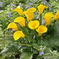 Бульби  калли Captain Solo 14/+