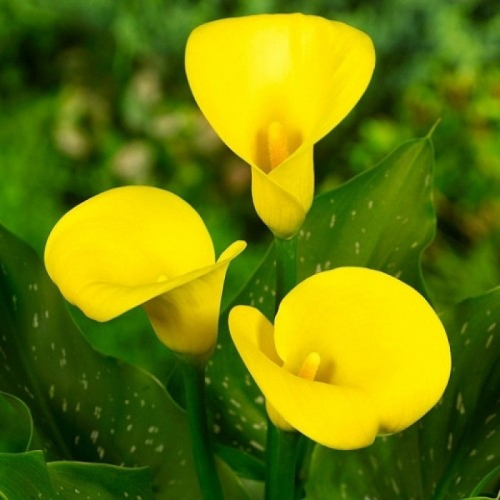 Луковицы каллы Gold Meda14/+ фото - Westgard
