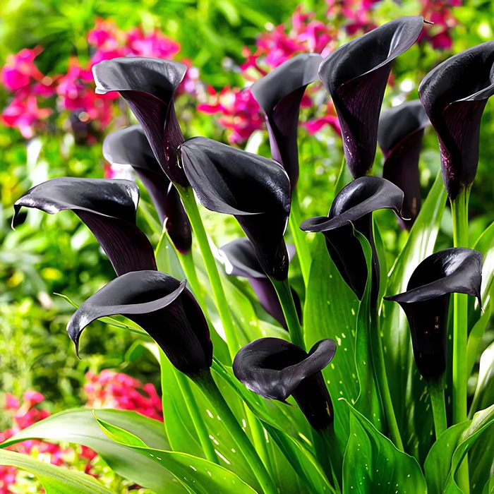 Бульби калли Odessa 14/+