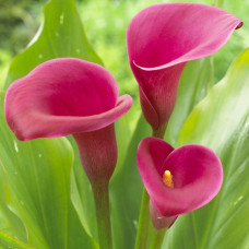 Бульби калли Sumatra 14/+