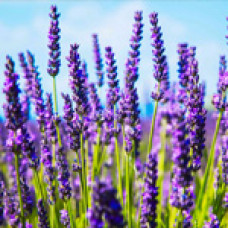 Саджанці лаванди Hidcote