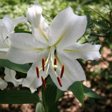 Цибулини лілії Villa Blanca 14/16