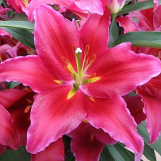 Цибулини лілії Amazing Grace 14\16