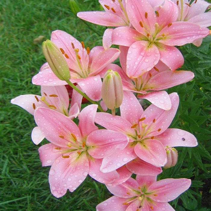 Цибулини лілії Brindisi 14/16