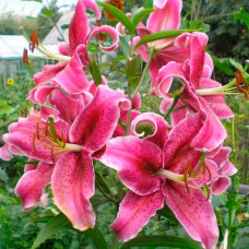 Цибулини лілії Corvara 14/16