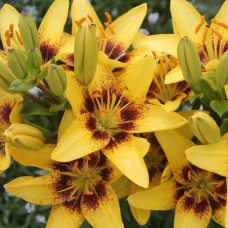 Цибулини лілії Golden Stone 14/16