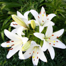 Цибулини лілії Litouwen 14/16