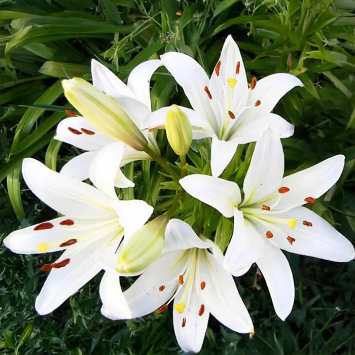 Цибулини лілії Litouwen 14/16