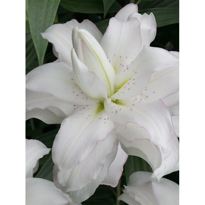 Цибулини лілії Lotus Beauty 14/16 фото - Westgard