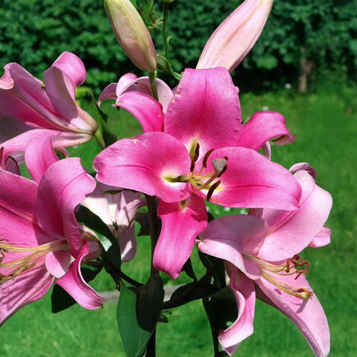 Цибулини лілії Robina 14/16