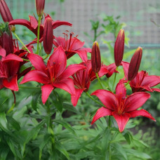 Цибулини лілії Touchstone 14/16