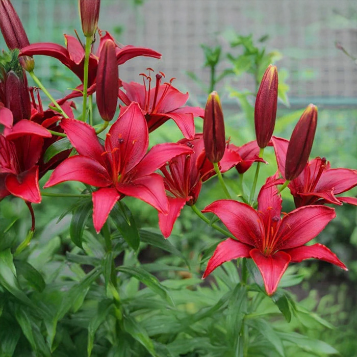 Цибулини лілії Touchstone 14/16